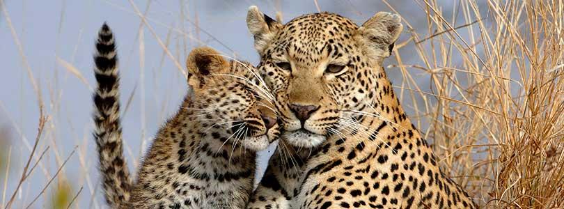 Female Leopard and cub in Kruger National Park