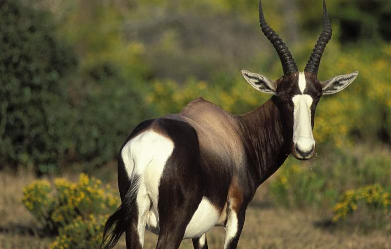 Wildlife of the Bontebok National Park - South Africas Smallest National  Park