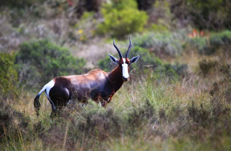 Bontebok National Park - Western Cape Nature Reserves