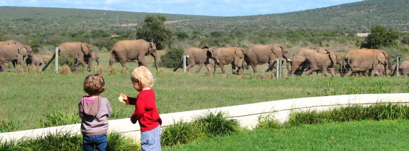 Addo Elephant National Park.