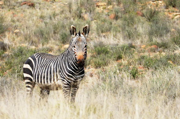 Mountain Zebra National Park Accommodation - Eastern Cape, South Africa