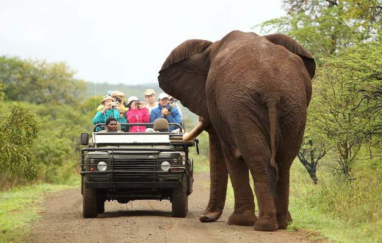 Big Five Nature Reserves in South Africa - Big Five Safari Game Reserves